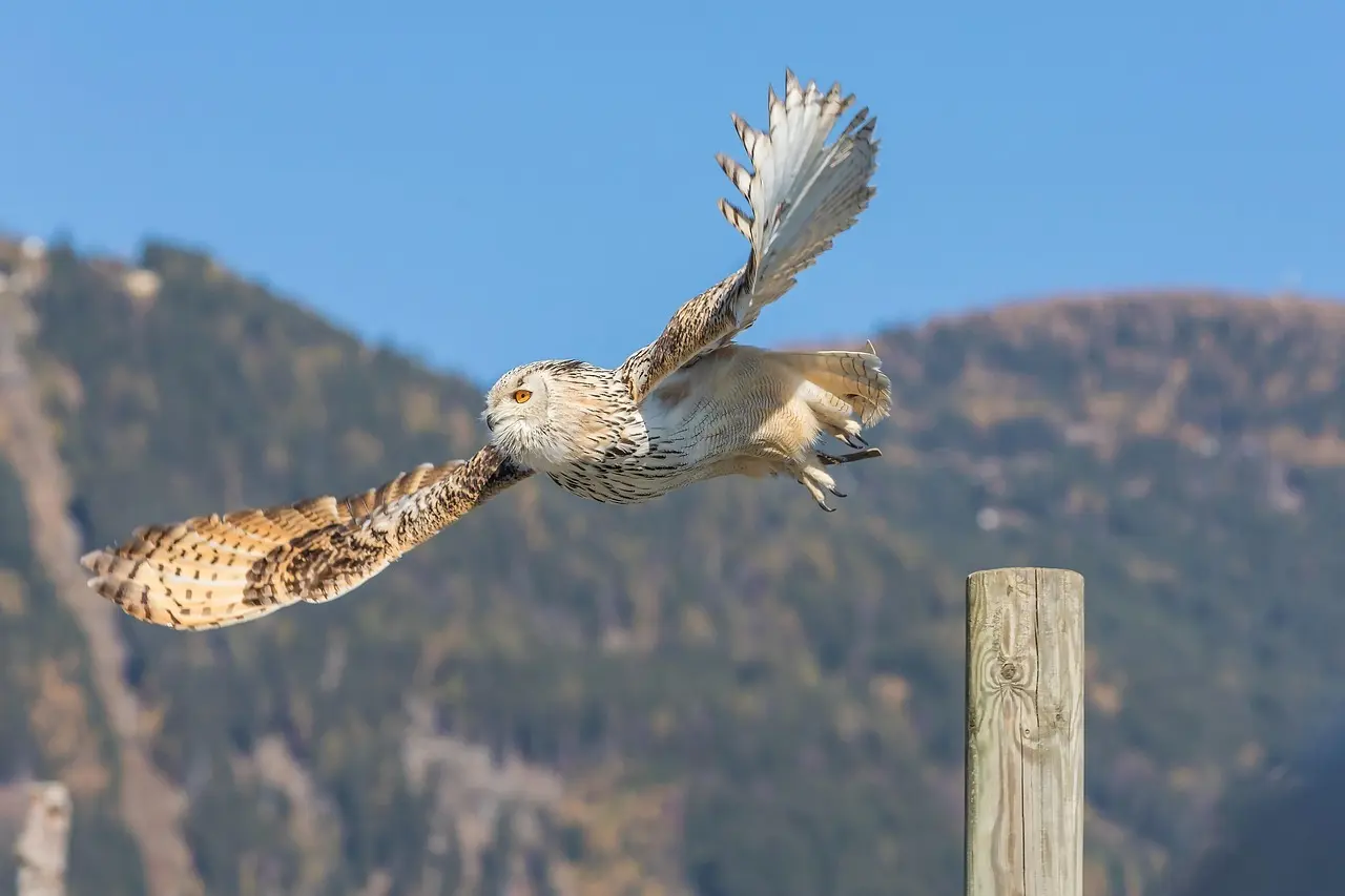 Medvirkende i The King's Man