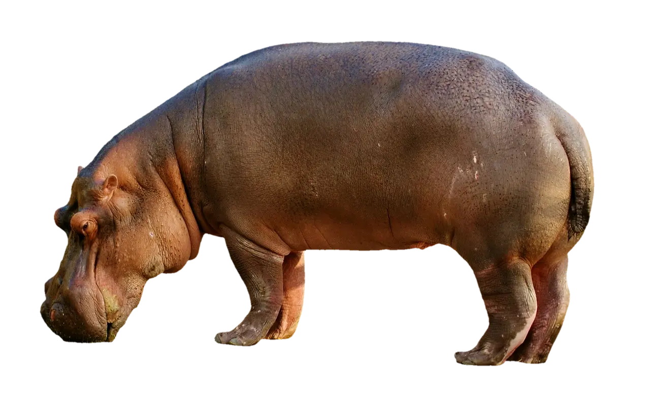 Medvirkende i Mit Afrika