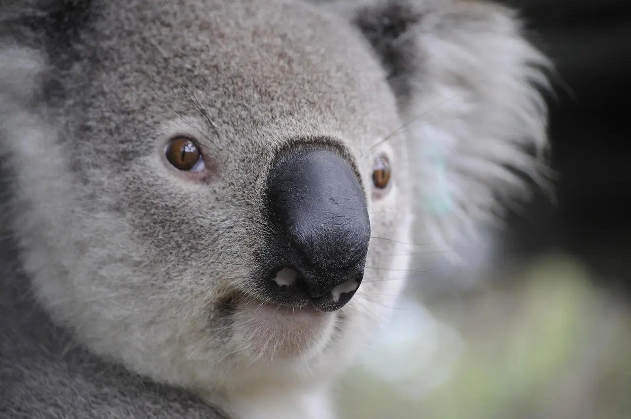 Hvordan er vejret i Australien i uge 7?