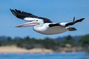 Australsk Flod svar til krydsord