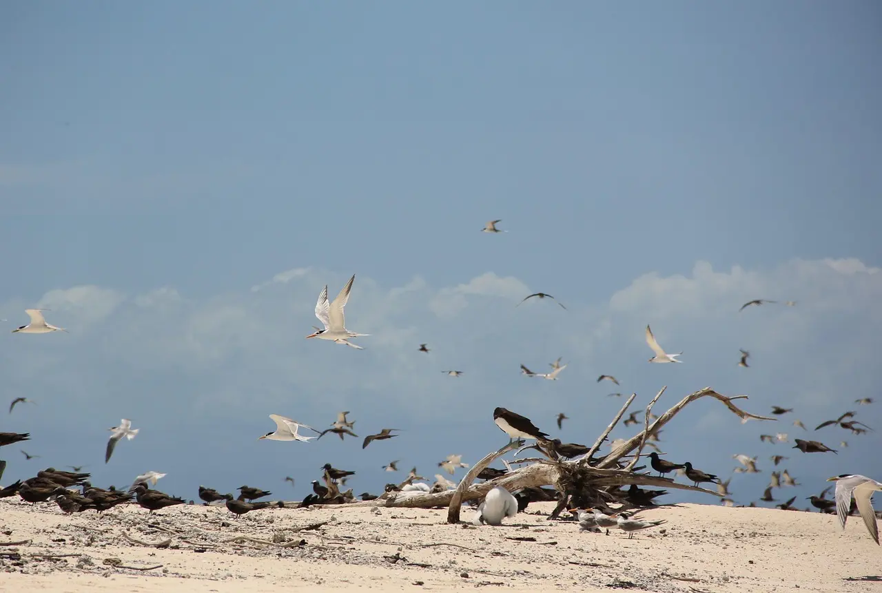 Hvordan er vejret i Australien i november måned?