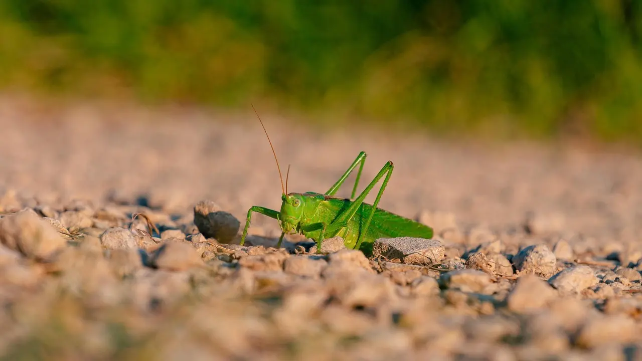 Hvordan er vejret i Sydney i juli?