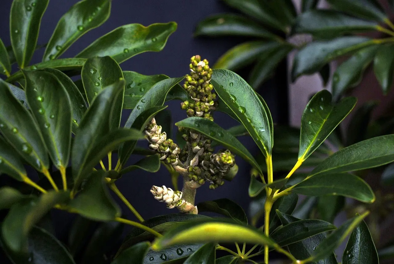 Sådan søger du eVisitor-visum (subclass 651) som dansk statsborger